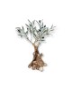 PANDORA ARTSHOP BRONZE CENTURY OLIVE TREE 21x19cm