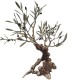 PANDORA ARTSHOP BRONZE CENTURY OLIVE TREE 23x21cm