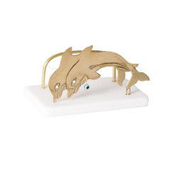 CARDHOLDER DOLFINS - NAUTICAL GIFTS