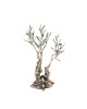 Bronze Century Olive Tree Sculpture 15x12cm.