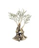 Bronze Century Olive Tree Sculpture 18x17cm.